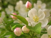 Kwiaty, Jabłoni