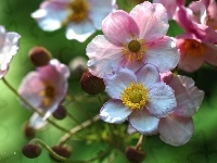 Kwiaty, Zawilec Japoński, Różowe