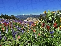 Kwiaty, Łąka, Sierra Nevada, Kalifornia, Góry