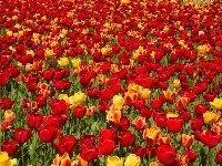 Kolorowe, Kwiaty, Tulipany