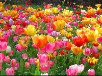 Kolorowe, Kwiaty, Tulipany