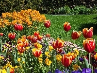 Kwiaty, Park, Tulipany, Kolorowe, Trawnik