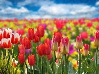 Kwiaty, Tulipany, Kolorowe, Pole