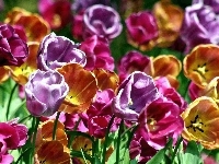 Kolorowe, Kwiaty, Tulipany