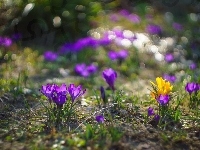 Krokusy, Kwiaty, Bokeh