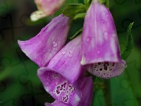 Krople, Naparstnica Purpurowa, Kwiaty