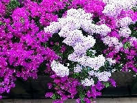 Krzewu, Kwiaty, Bugenwilla