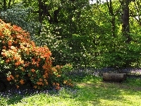 Kwiaty, Kwitnące, Rododendrony, Park, Krzewy, Ścieżka