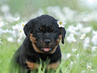 Łąka, Szczeniak, Rottweiler, Kwiaty