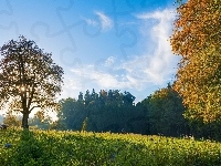 Kwiaty, Słońca, Łąka, Las, Promienie