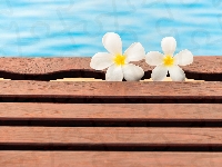 Basen, Kwiaty, Ławka, Plumeria, Dwa