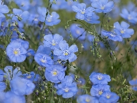 Kwiaty, Niebieskie, Len