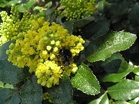 Liście, Mahonia, Trzmiel