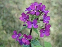 Kwiaty, Lunaria