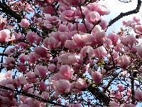 Magnolia, Kwitnący, Krzew, Kwiaty