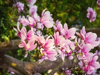 Magnolia, Krzew, Różowa, Kwiaty