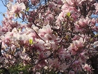 Kwiaty, Magnolia