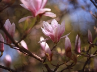 Różowe, Kwiaty, Magnolie, Gałązki, Krzew