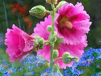 Kwiaty, Malwa