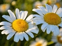 Kwiaty, Margerytki