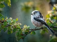 Listki, Ptak, Młode, Grafika AI, Gałązki, Raniuszek, Kwiaty