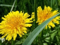 Kwiaty, Żółte, Mniszek Pospolity