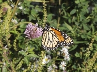 Kwiaty, Motyl