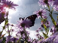 Kwiaty, Motyl