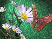 Motyl, Kwiaty, 3D