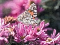 Motyl, Kwiaty, Fractalius