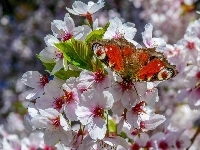 Motyl, Kwiaty, Pawik, Wiosna, Drzewo Owocowe, Rusałka
