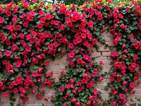 Czerwone, Cegły, Mur, Kwiaty, Grafika AI, Pnące