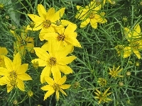Kwiaty, Żółte, Nachyłek okółkowy