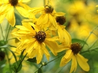 Kwiaty, Rudbekia naga, Żółte