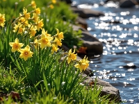 Trawa, Kwiaty, Narcyzy żonkile, Rzeka