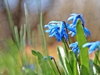 Kwiaty, Cebulica Syberyjska, Niebieskie, Wiosna