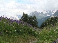 Kwiaty, Drzewa, Góry, Śnieg, Polne