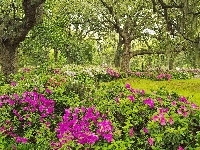 Drzewa, Wiosna, Ogród, Rododendron