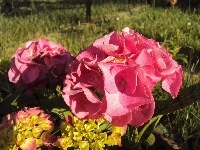 Kwiaty, Hortensja Ogrodowa, Różowe