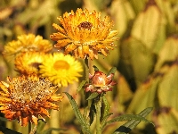 Kwiaty, Kocanka ogrodowa