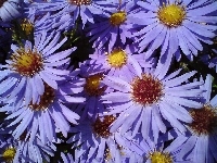 Aster, Ogrodowe , Kwiaty