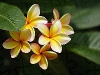 Żółta, Kwiaty, Plumeria