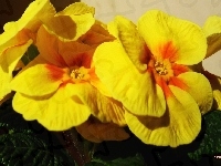 Żółta, Kwiaty, Prymula