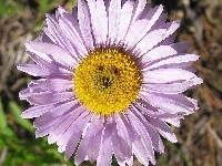 Kwiaty, Aster, Żółte, Rurkowate