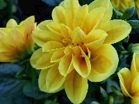 Żółte, Kwiaty, Dalie
