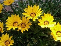 Żółte, Kwiaty, Gazanie