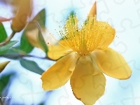 Kwiaty, Dziurawiec Hidcote, Żółte, Krzew