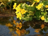 Żółte, Kwiaty, Woda