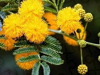Żółtej, Kwiaty, Mimozy
