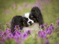 Kwiaty, Papillon